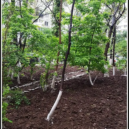 Apartment Alex Budget Bucharest